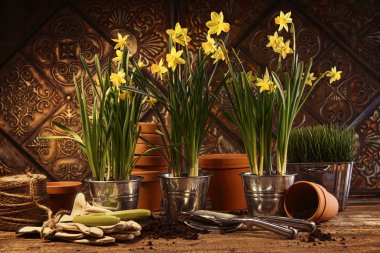 Close-up of potted daffodils in potting shed clipart