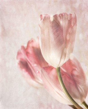 Closeup of tulips with vintage feeling clipart