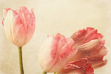 Tulips with old vintage feeling clipart