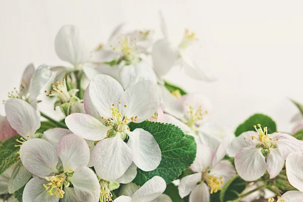 Jabloňové květy na měkké krémem pozadí — Stock fotografie