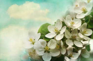 Apple blossoms on soft blue background clipart