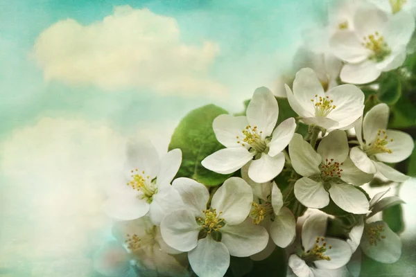 Flores de maçã no fundo azul suave — Fotografia de Stock