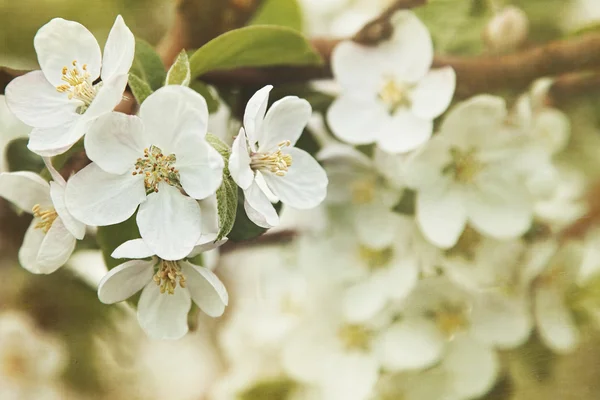 Flores de maçã na primavera — Fotografia de Stock
