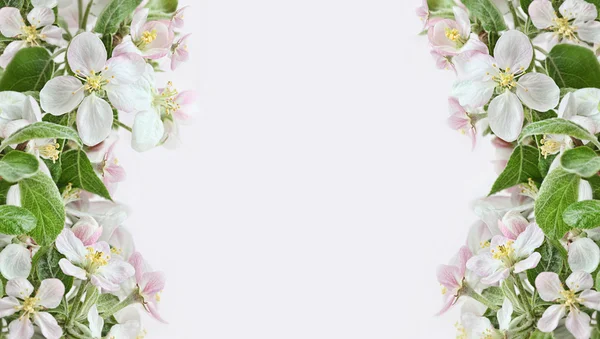 Apfelblüte grenzt an rosa Hintergrund — Stockfoto