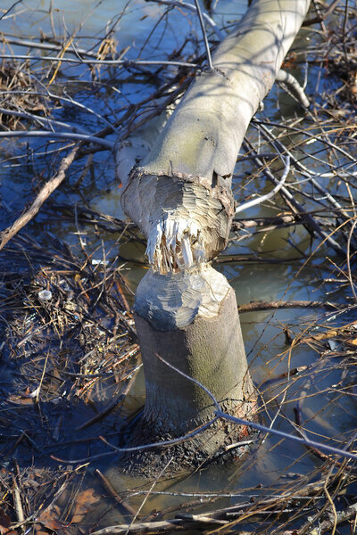 Бобры работают.
.