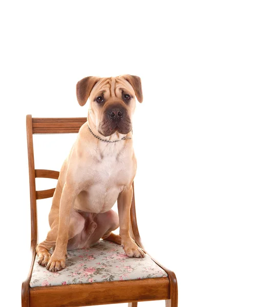Sharpei dog sitting. — Stock Photo, Image