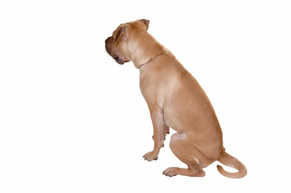 Шарпэйская собака . — стоковое фото