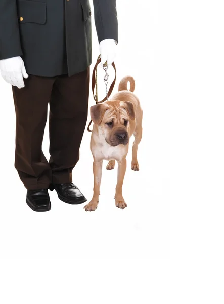 Man with dog. — Stock Photo, Image