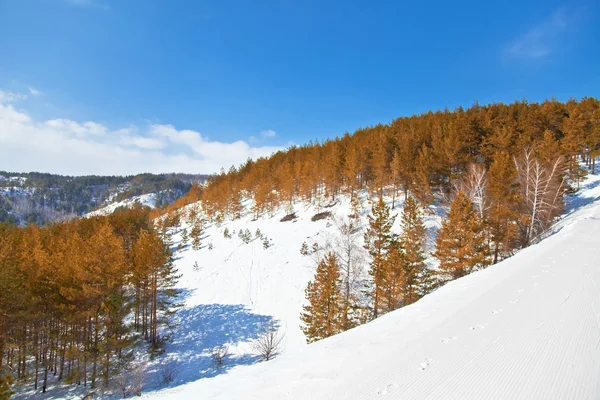 Hermoso paisaje de invierno — Foto de Stock