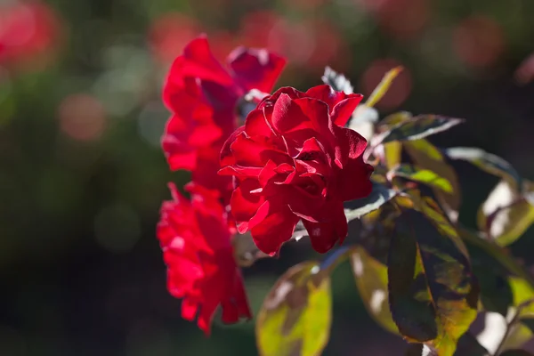 Fondo de hermosas rosas en el jardín —  Fotos de Stock