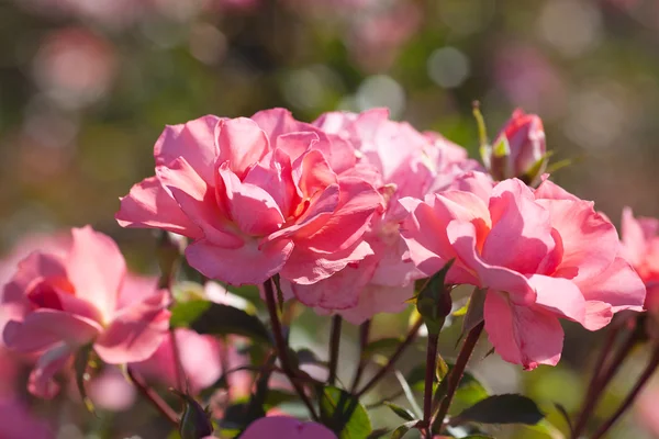 Background of beautiful roses in the garden — Stock Photo, Image