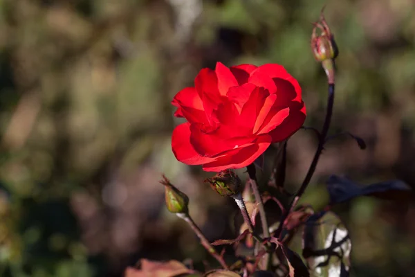 Pozadí krásné růže v zahradě — Stock fotografie
