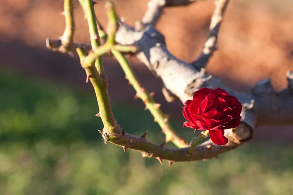 庭の美しいバラの背景 — ストック写真