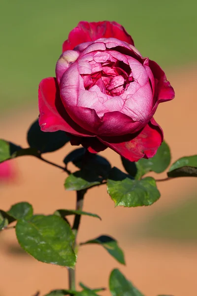 Bakgrund av vackra rosor i trädgården — Stockfoto