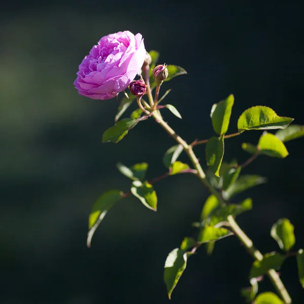 美丽的玫瑰花园里的背景 — 图库照片