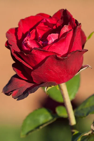 Pozadí krásné růže v zahradě — Stock fotografie