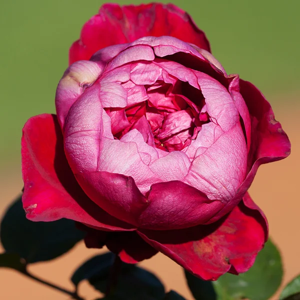 Bakgrund av vackra rosor i trädgården — Stockfoto