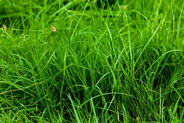 Háttér buja zöld fű — Stock Fotó