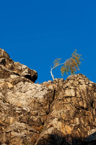 Одинокое дерево на склоне скалы на фоне голубого неба — стоковое фото