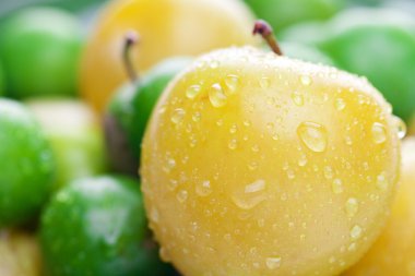 yeşil ve sarı Erik arka