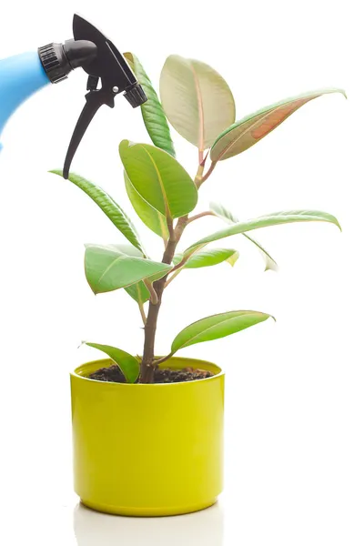 Ficus flower pot és elszigetelt fehér szórópisztoly — Stock Fotó