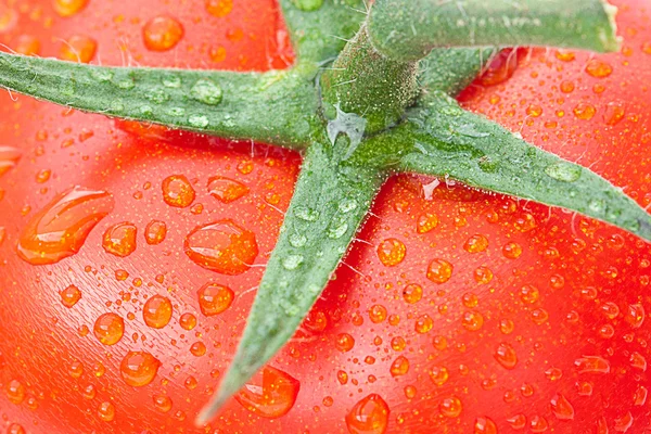 Fondo del tomate con gotas de agua —  Fotos de Stock