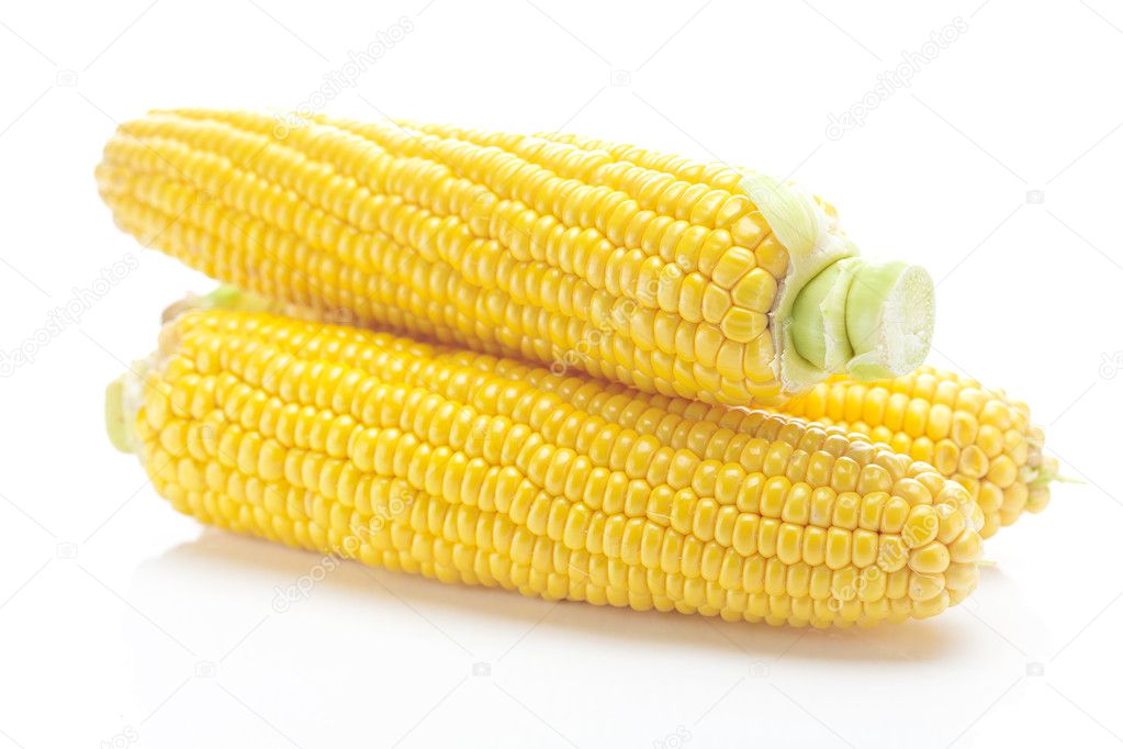 Ripe yellow corn isolated on white