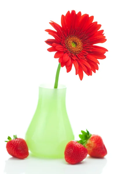 Red gerbera in a vase and strawberries isolated on white — Stock Photo, Image