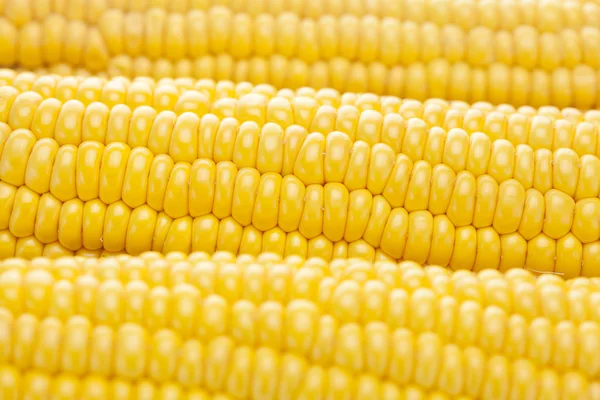 Фон спелых желтых кукуруз — стоковое фото