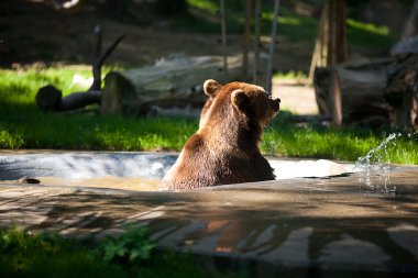 Brown bear on the nature clipart