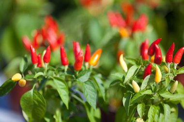 Background of chili peppers and green leaves clipart