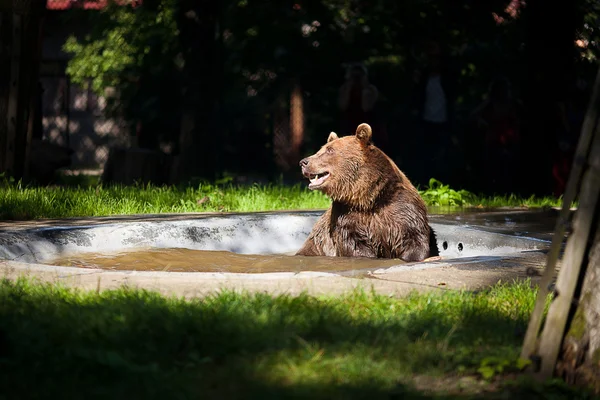 Brown bear on the nature — Stock Photo, Image
