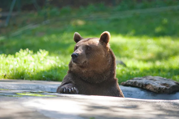 Niedźwiedzia brunatnego o charakterze — Zdjęcie stockowe