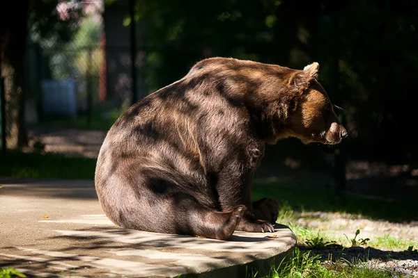 Niedźwiedzia brunatnego o charakterze — Zdjęcie stockowe