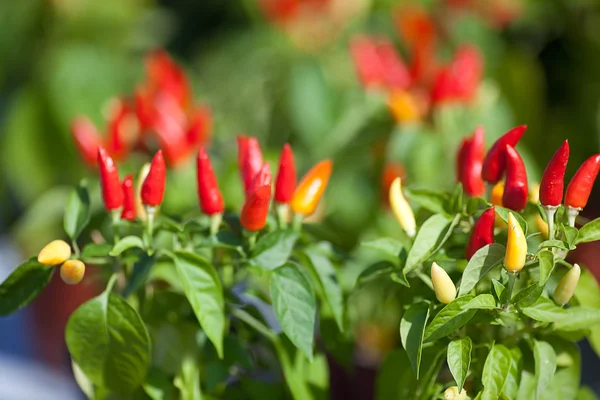 stock image Background of chili peppers and green leaves