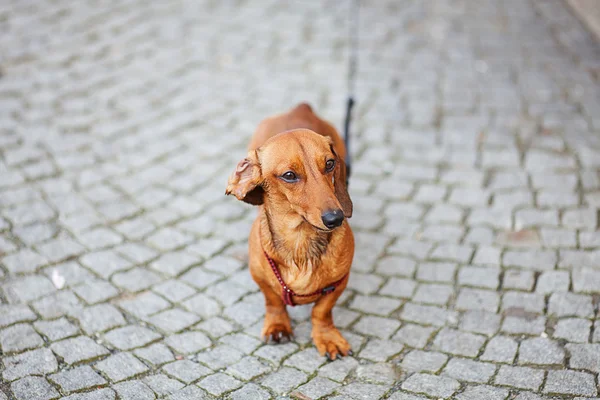 Pequeno cão dachshund contra as pedras de pavimentação — Fotografia de Stock