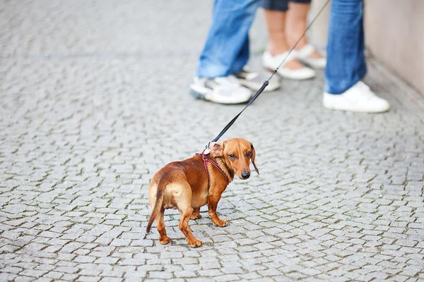 Malý pes jezevčík proti dlažební kameny — Stock fotografie