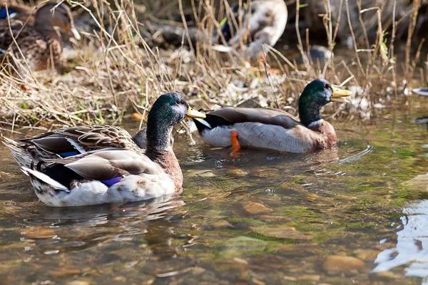 Szürke kacsák a vízben — Stock Fotó