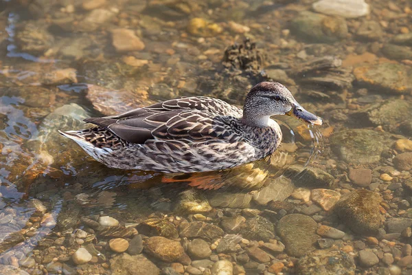 Gray ducks in the water — Stock Photo, Image