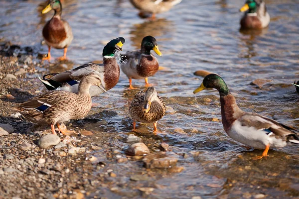 Szürke kacsák a vízben — Stock Fotó