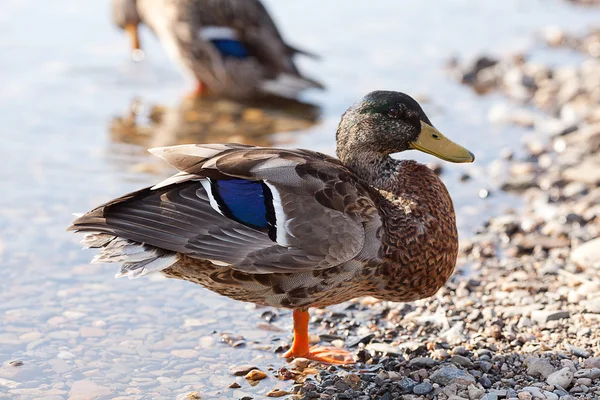 Gray ducks in the water — Stock Photo, Image