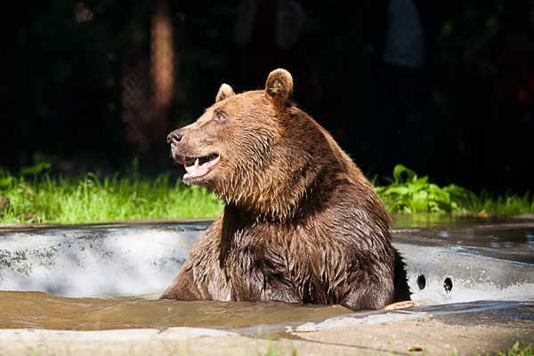 Brown bear on the nature — Stock Photo, Image