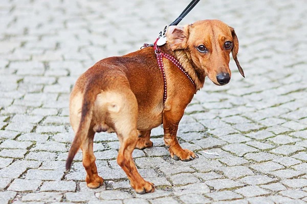 Μικρό σκυλί είδος γερμανικού κυνηγετικού σκύλου κατά τις πέτρες επίστρωσης — Φωτογραφία Αρχείου
