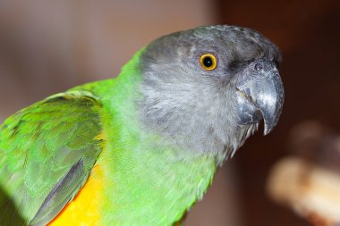 Beautiful green and yellow senegal parrot closeup clipart