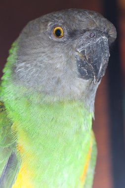 güzel yeşil ve sarı senegal parrot portre