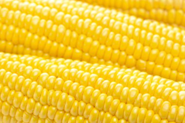 Background of ripe yellow corn clipart