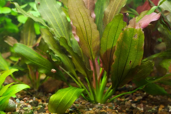 Zázemí akvária se zelenými rostlinami — Stock fotografie