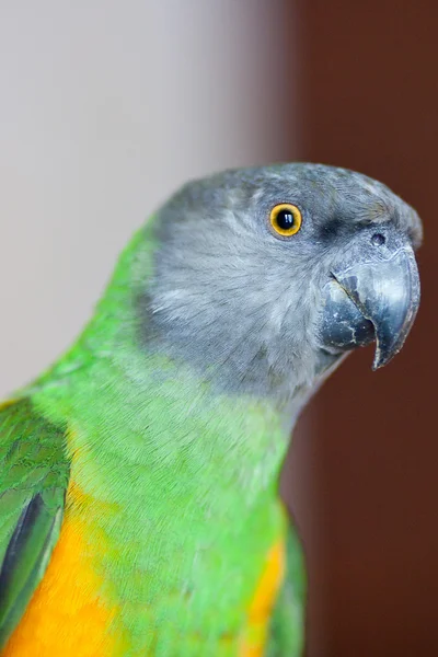 Güzel yeşil ve sarı senegal parrot portre — Stok fotoğraf