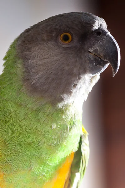 美丽的绿色和黄色塞内加尔鹦鹉特写 — 图库照片