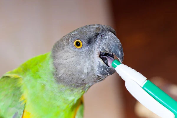 Piękny, zielony i żółty senegal papugi zbliżenie — Zdjęcie stockowe
